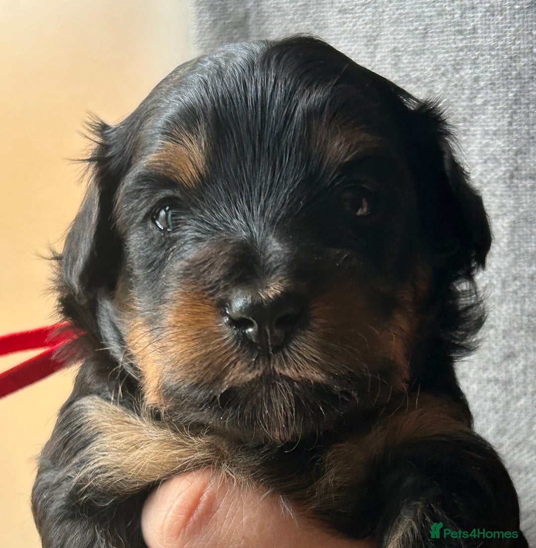Mixed Breed dogs for sale: Tibetan x Toy Poodle - Image 14