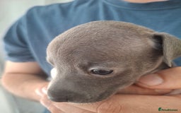 Italian Greyhound dogs for sale: Classic Italian greyhound babies  - Image 4