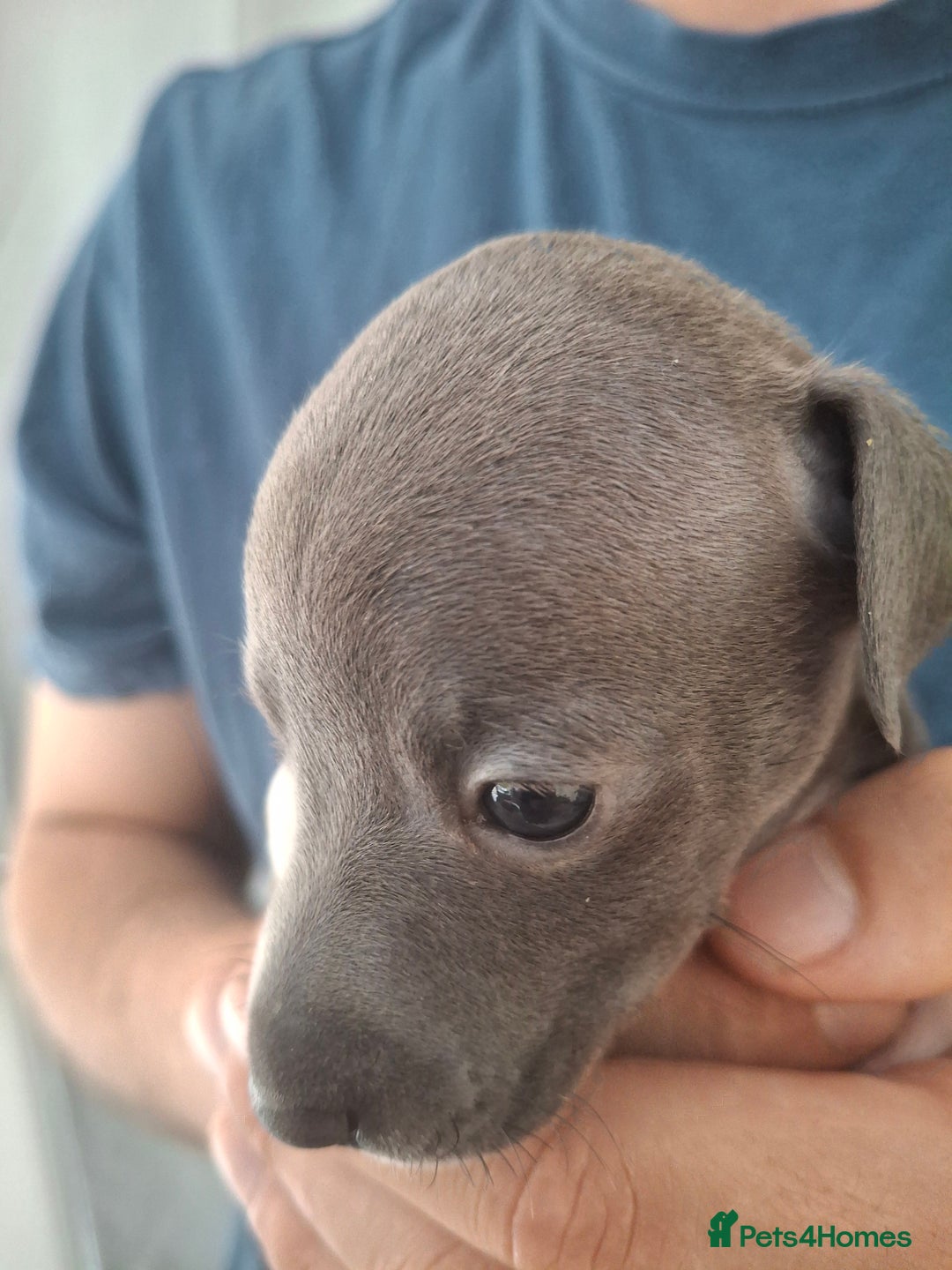 Italian Greyhound dogs for sale: Classic Italian greyhound babies  - Image 4