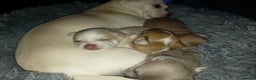 Chihuahua dogs for sale: PEDIGREE CHIHUAHUAS  - Advert 1