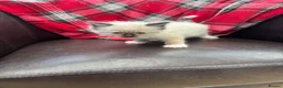 Ragdoll cats for sale: Ragdoll kittens  - Advert 6