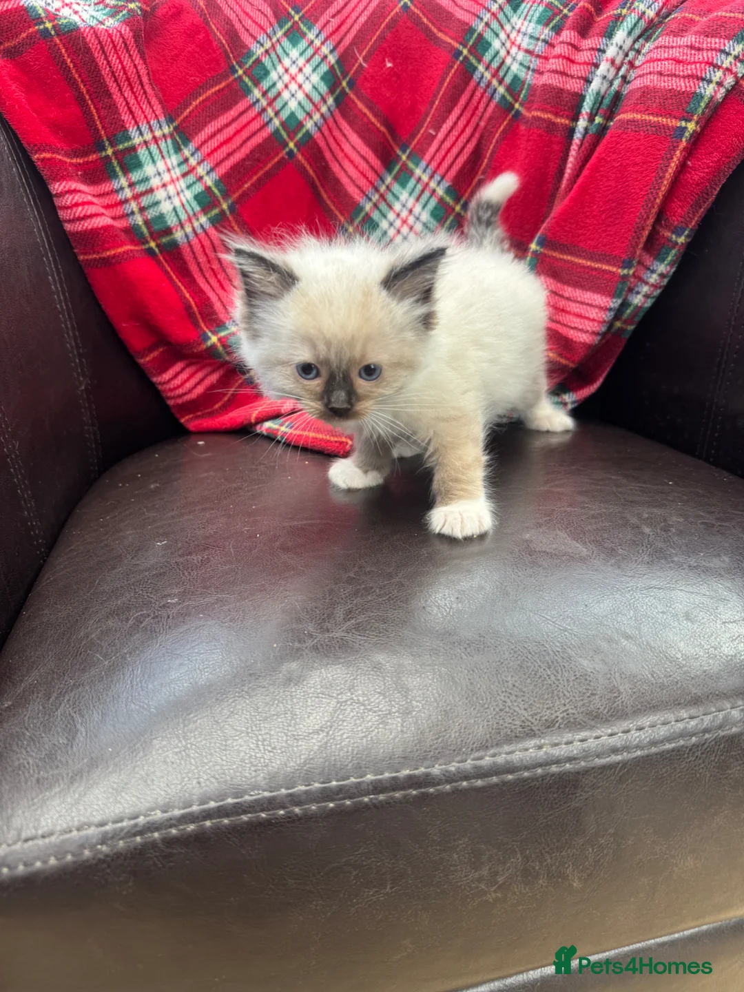 Ragdoll cats for sale: Ragdoll kittens  - Advert 6