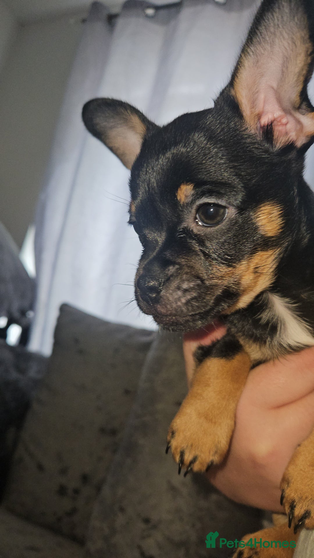 Mixed Breed dogs for sale: Chihuahua Cross For Sale  - Image 3