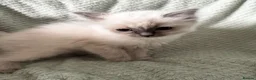 Ragdoll cats for sale: Beautiful pure ragdolls  - Advert 22