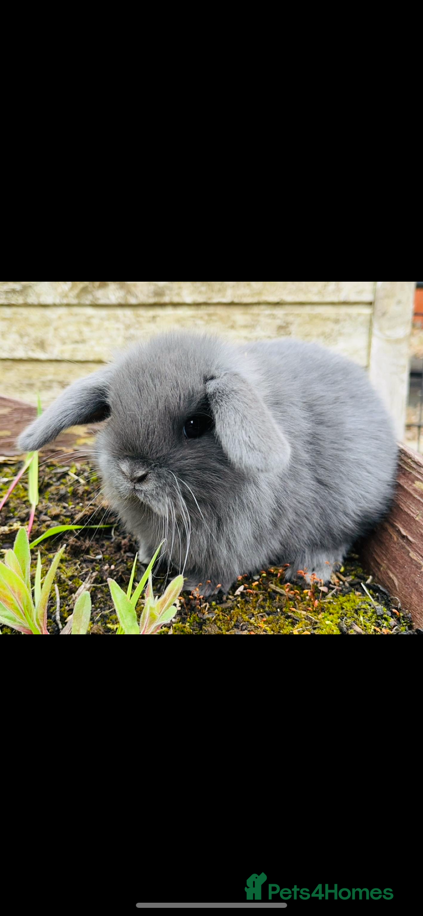 Mini Lop rabbits Lilac Blue Mini lop babies! 🐰 - Advert 1