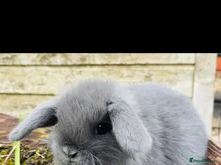 Mini Lop rabbits Lilac Blue Mini lop babies! 🐰 - Advert 1