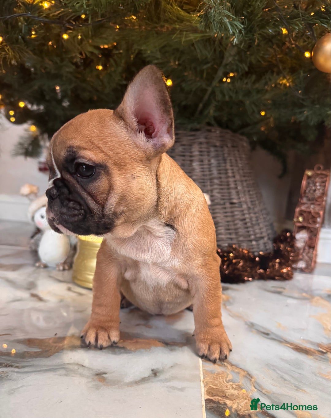 French Bulldog dogs for sale: Champion Sired last female Fawn French bulldog - Advert 26