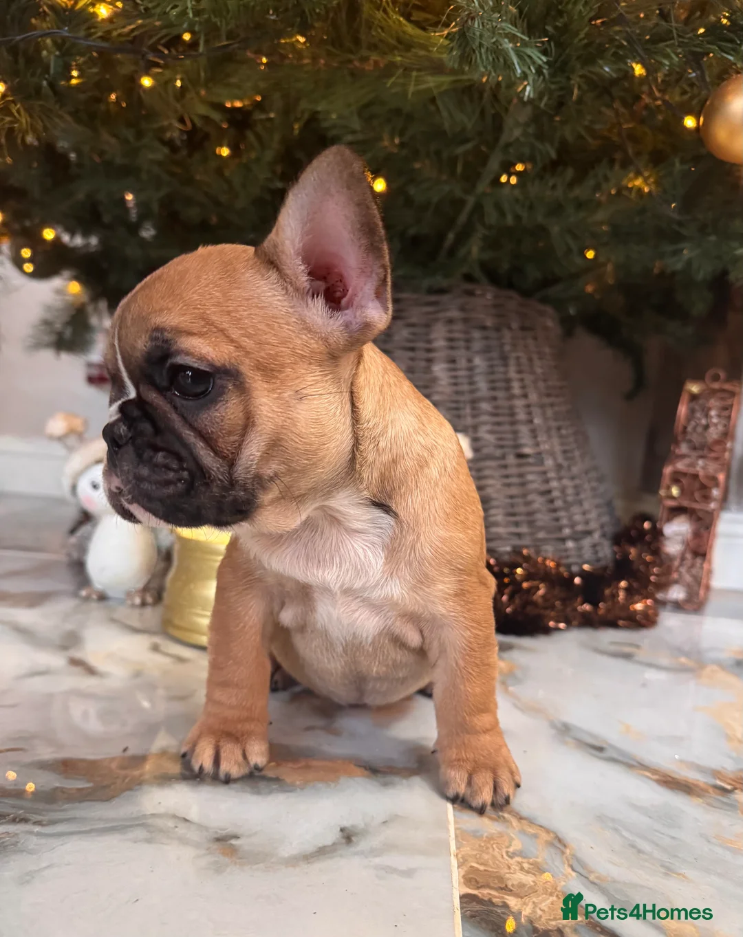French Bulldog dogs for sale: Champion Sired last female Fawn French bulldog - Advert 24