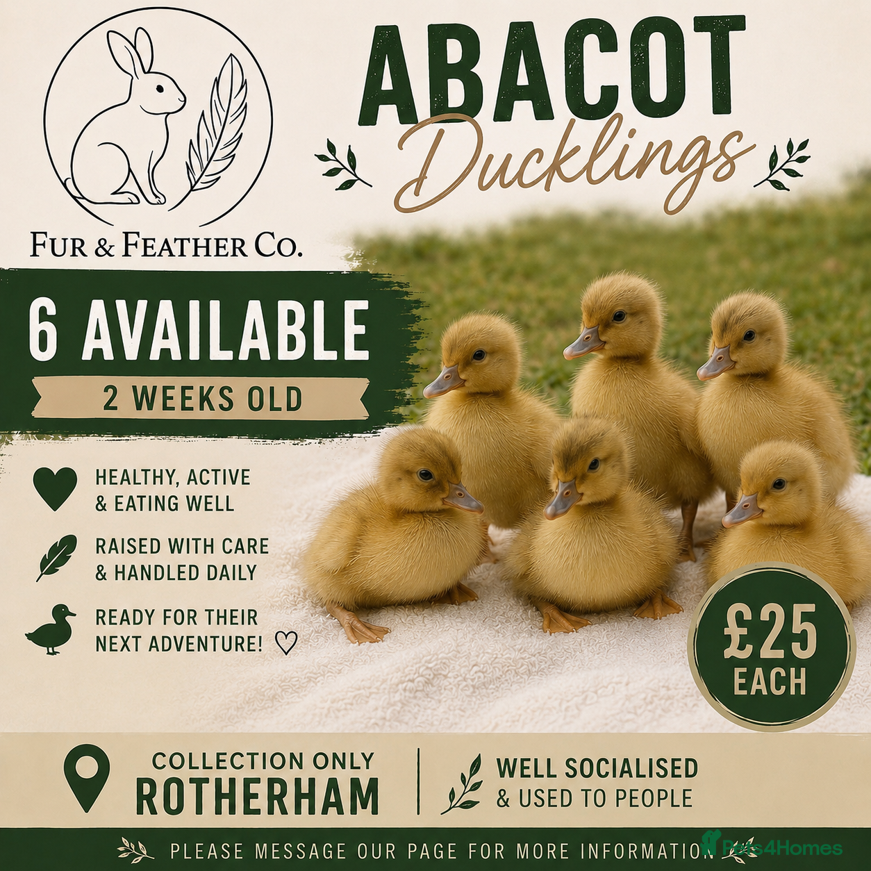 Ducks poultry Only 6 left - Abacot Ranger Ducklings  - Advert 6