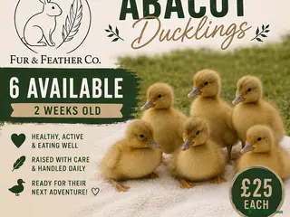 Ducks poultry Only 6 left - Abacot Ranger Ducklings - Advert 6