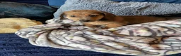 Jackshund dogs for sale: 3 beautiful dachshund x jack Russell puppies  - Advert 5