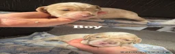 Cockapoo dogs for sale: 10 Beautiful cockapoos puppies  - Advert 3