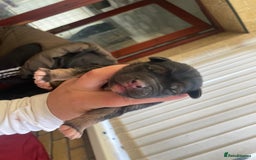 Mixed Breed dogs for sale: Malkita puppies 4 boys  - Image 3