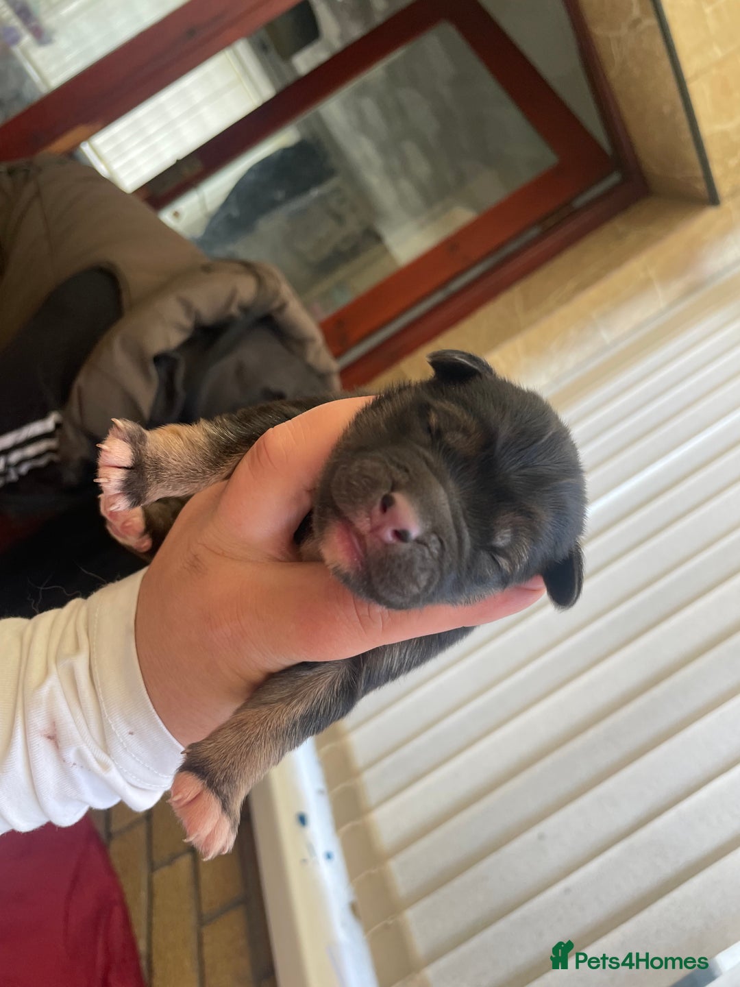 Mixed Breed dogs for sale: Malkita puppies 4 boys  - Image 3