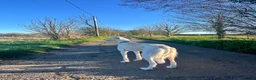 Mixed Breed dogs for sale: Female Saluki x Greyhound  - Advert 5