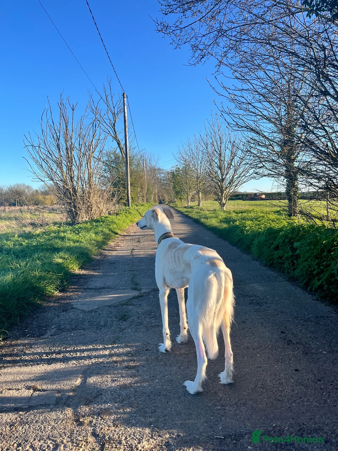 Mixed Breed dogs for sale: Female Saluki x Greyhound  - Advert 5