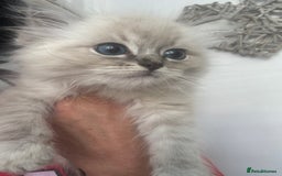 Ragdoll cats for sale: Champion bloodlines Ready for their loving homes - Image 26