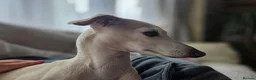 Italian Greyhound dogs for sale: Blue Italian greyhound - Advert 12
