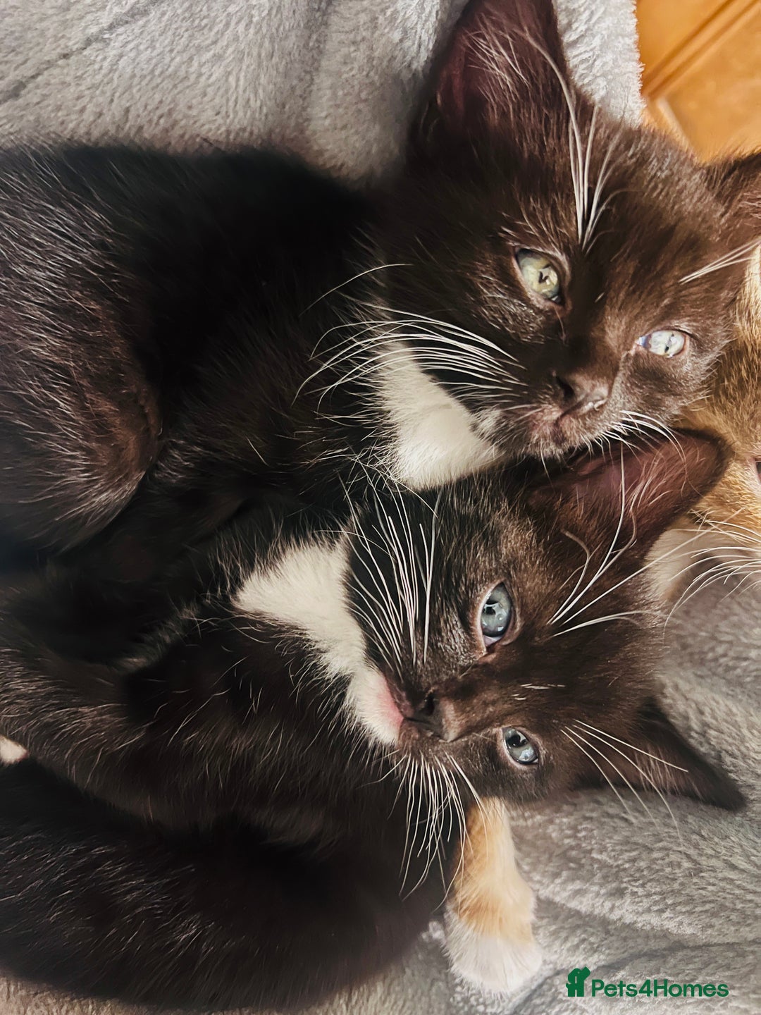 Mixed Breed cats for sale: 2 adorable boys READY TO GO - Image 8