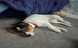Mixed Breed dogs for sale: 8 month old pup Dobby  - Image 1