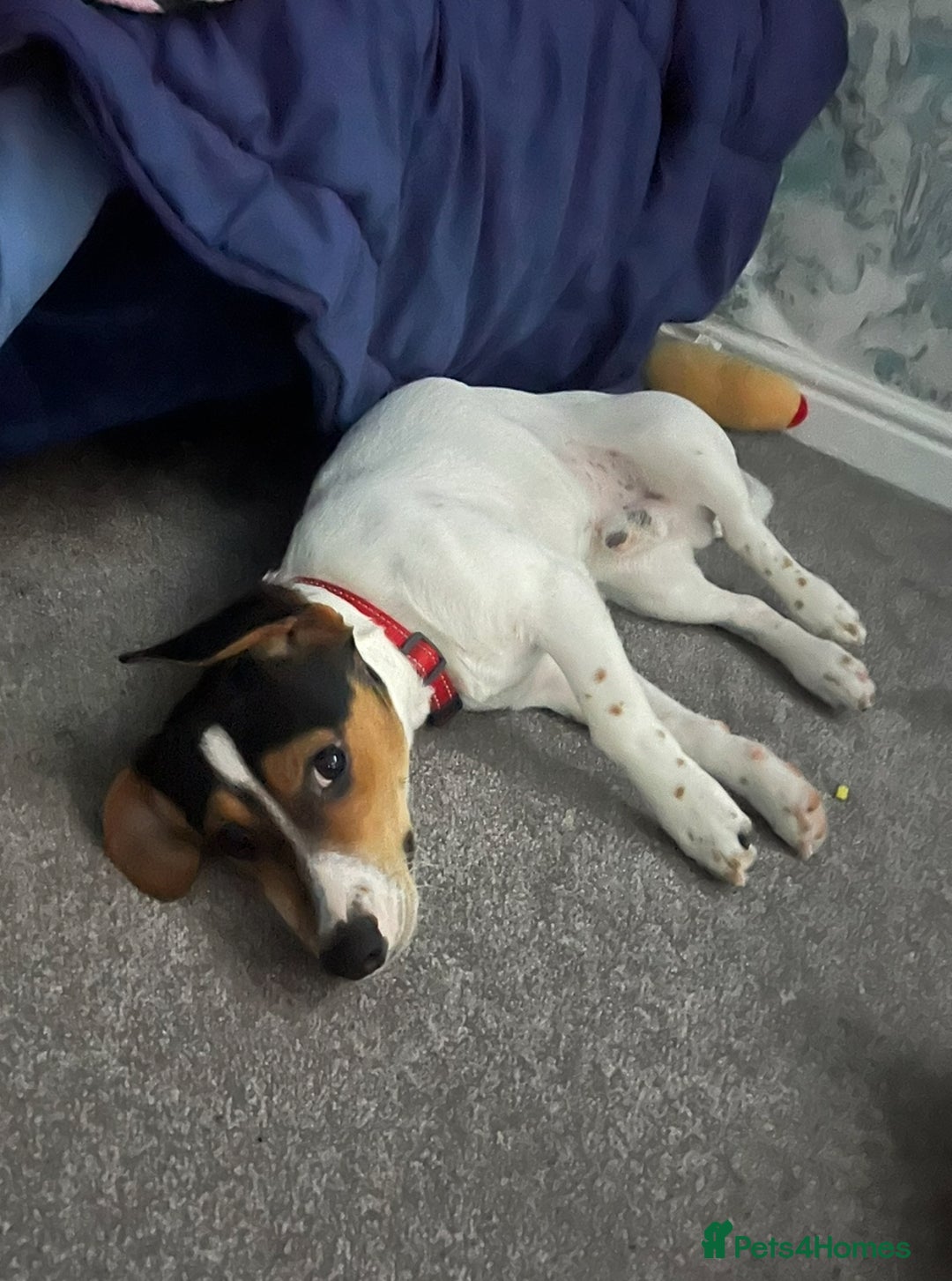 Mixed Breed dogs for sale: 8 month old pup Dobby  - Image 1