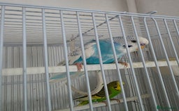 Budgerigars birds for sale: Budgerigar for sale  - Image 2