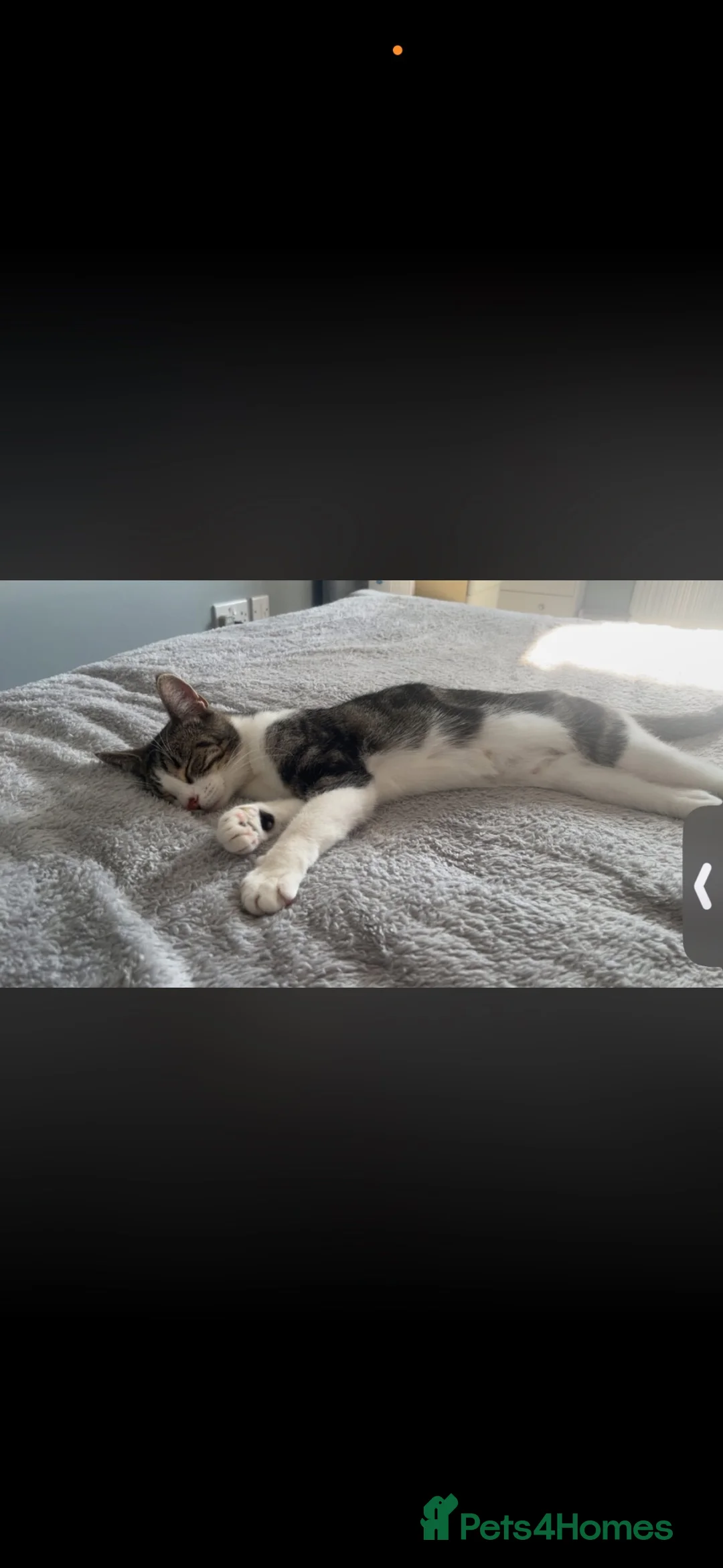 Mixed Breed cats for sale: REHOMING TWO GORGEOUS CATS  - Advert 2