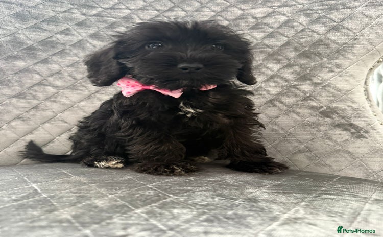 Schnoodle dogs - Advert 1