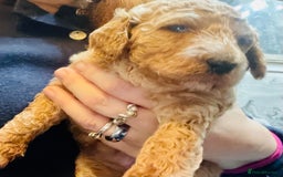 Mixed Breed dogs for sale: Irish doodle x Poodle Pointer puppies. Stunning!!! - Image 7