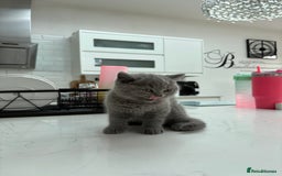 British Shorthair cats for sale: GCCF champion bloodline BSH blue kittens.  - Image 6