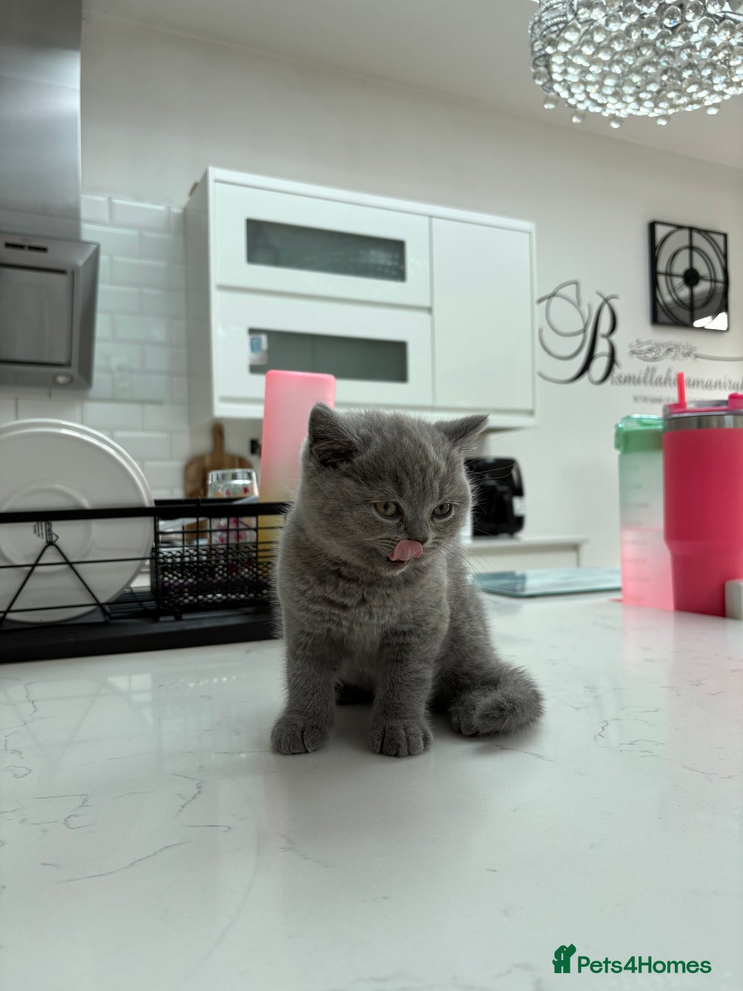 British Shorthair cats for sale: GCCF champion bloodline BSH blue kittens.  - Image 6