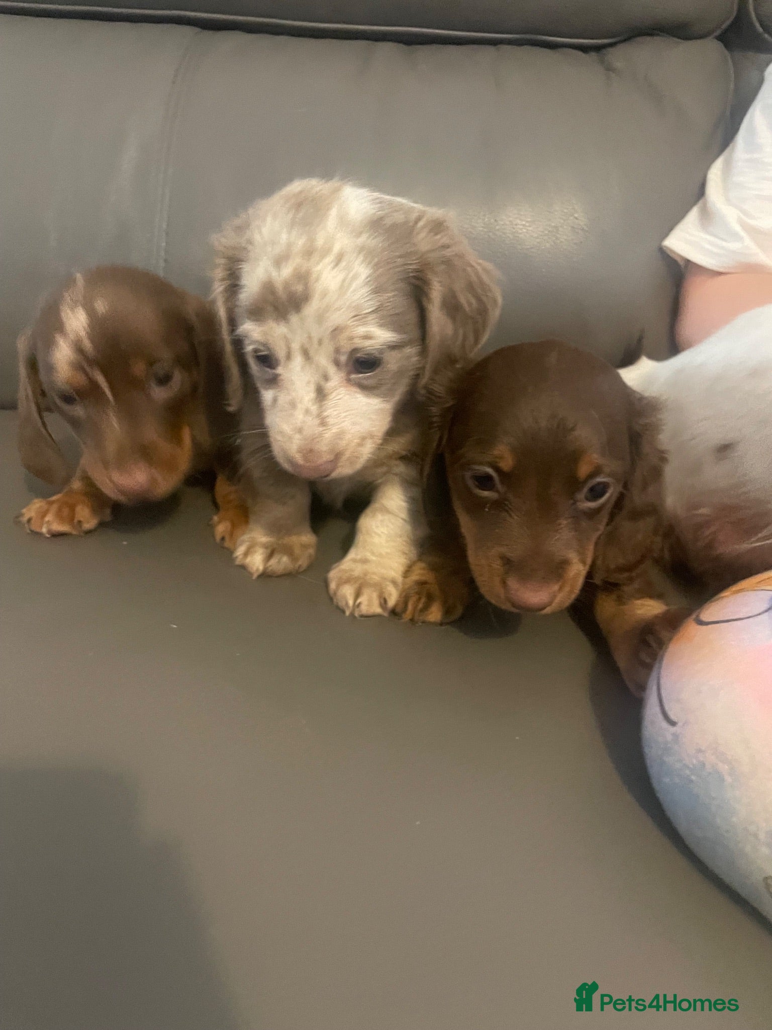 Miniature Dachshund dogs Miniature dachshunds boys and girls  - Advert 1