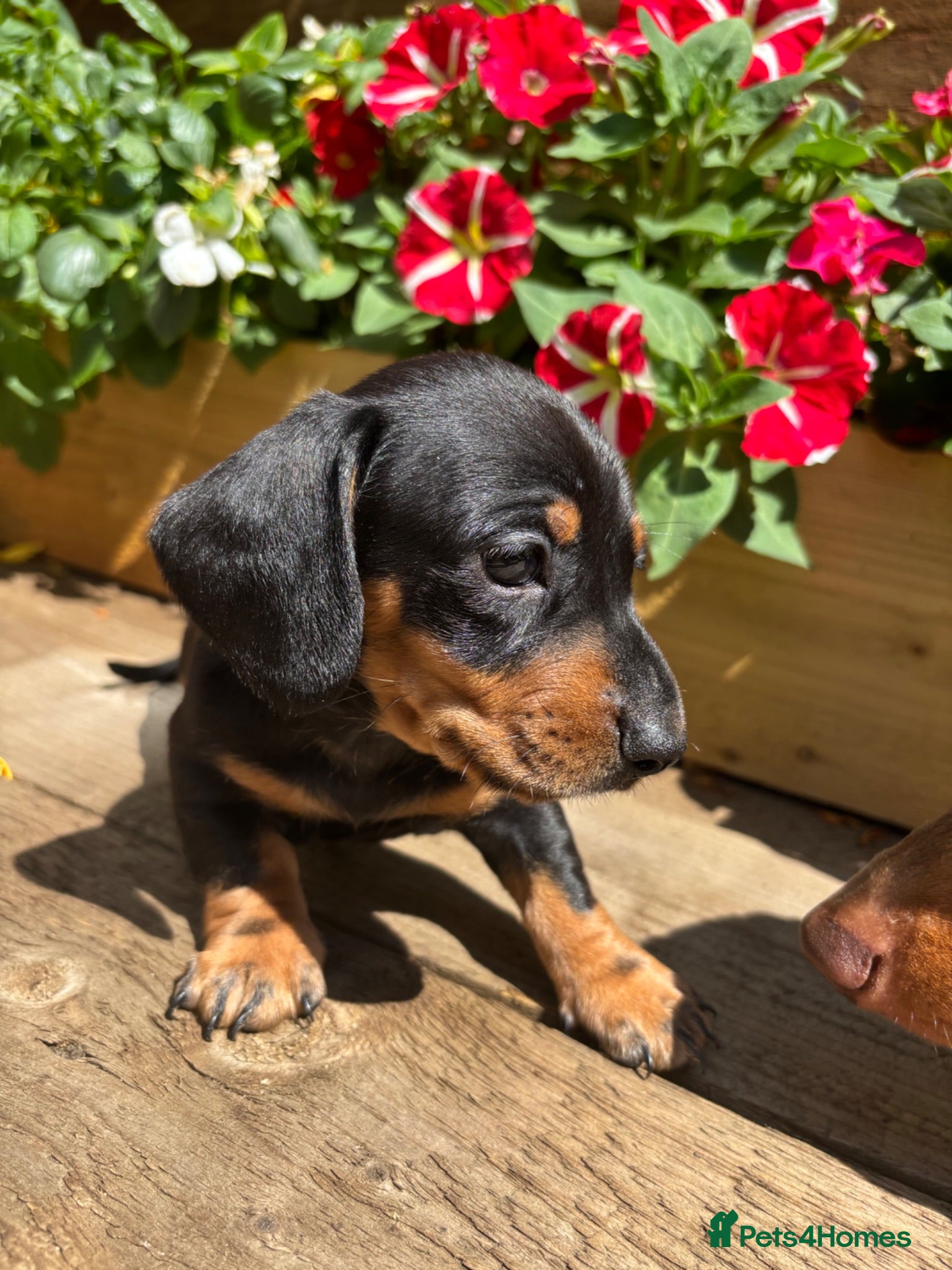 Miniature Dachshund dogs Stunning KC Pedigree Miniature Dachshund Puppies - Advert 5