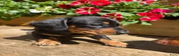 Miniature Dachshund dogs for sale: Stunning KC Pedigree Miniature Dachshund Puppies - Advert 1