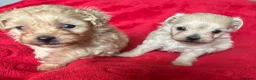 Maltipoo dogs for sale: Beautiful Maltipoos  - Advert 5