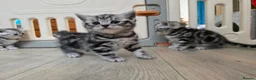 British Shorthair cats for sale: Original BSH Silver Tabby kittens  - Advert 13