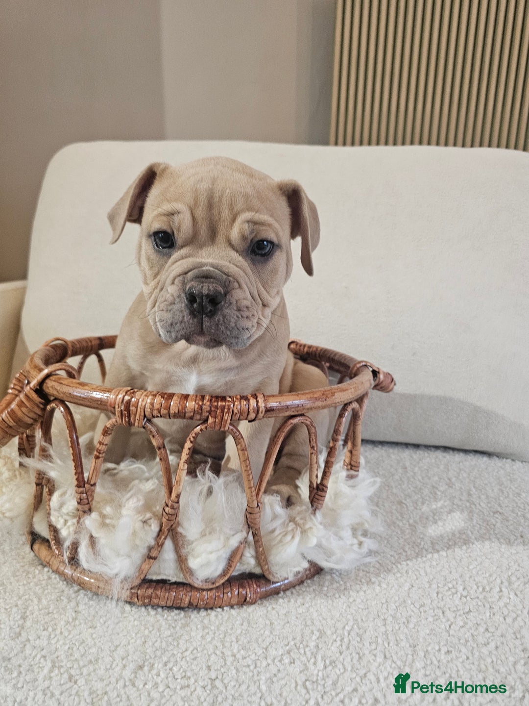 Olde English Bulldogge dogs for sale: Last boy available Olde english bulldog  - Image 7