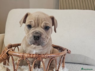 Olde English Bulldogge dogs - Advert 30