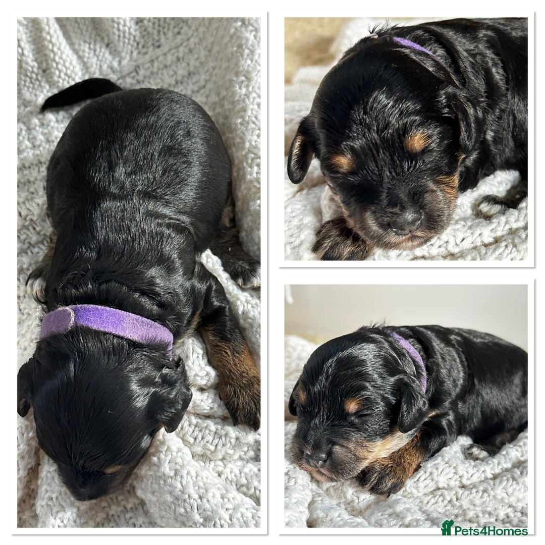 Cockapoo dogs for sale: Beautiful F1b Cockapoo Puppies Ready 14th November - Image 4