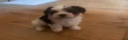 Biewer Terrier dogs for sale: 5 beautiful puppies  - Advert 2