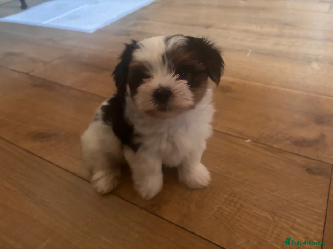 Biewer Terrier dogs for sale: 5 beautiful puppies  - Advert 2
