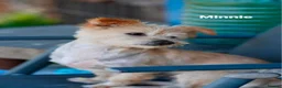 Mixed Breed dogs for adoption: 🌼 Say Hello to Miss Daisy! 🌼 in Blaydon-on-Tyne - Advert 2