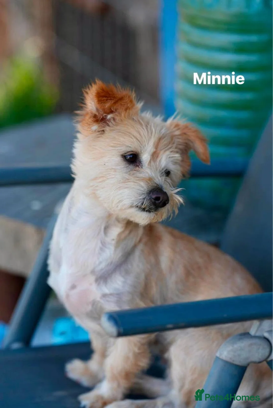 Mixed Breed dogs for adoption: 🌼 Say Hello to Miss Daisy! 🌼 in Blaydon-on-Tyne - Advert 2