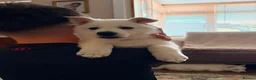 White Swiss Shepherd dogs for sale: White Swiss Shepherd puppies - Advert 12