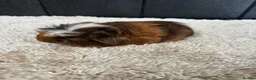Guinea Pig rodents for sale: Stunning baby guinea pigs  - Advert 1