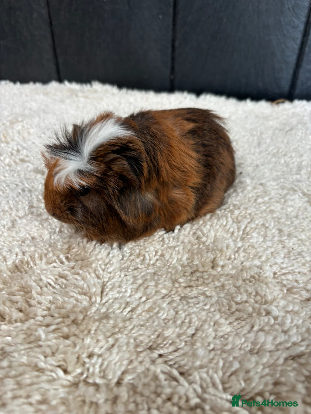 Guinea Pig rodents for sale: Stunning baby guinea pigs  - Advert 1