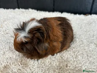 Guinea Pig rodents Stunning baby guinea pigs - Advert 1