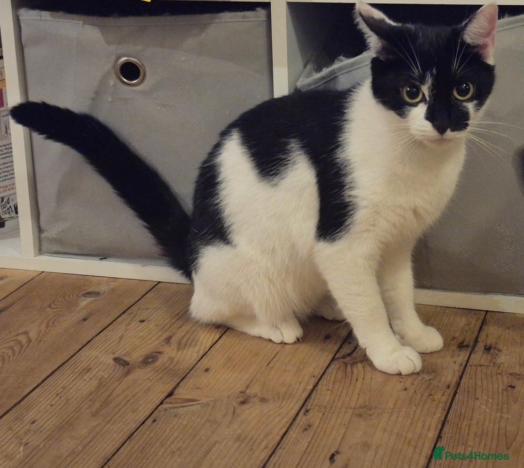 Mixed Breed cats for sale: Cute kitten for sale - Advert 2