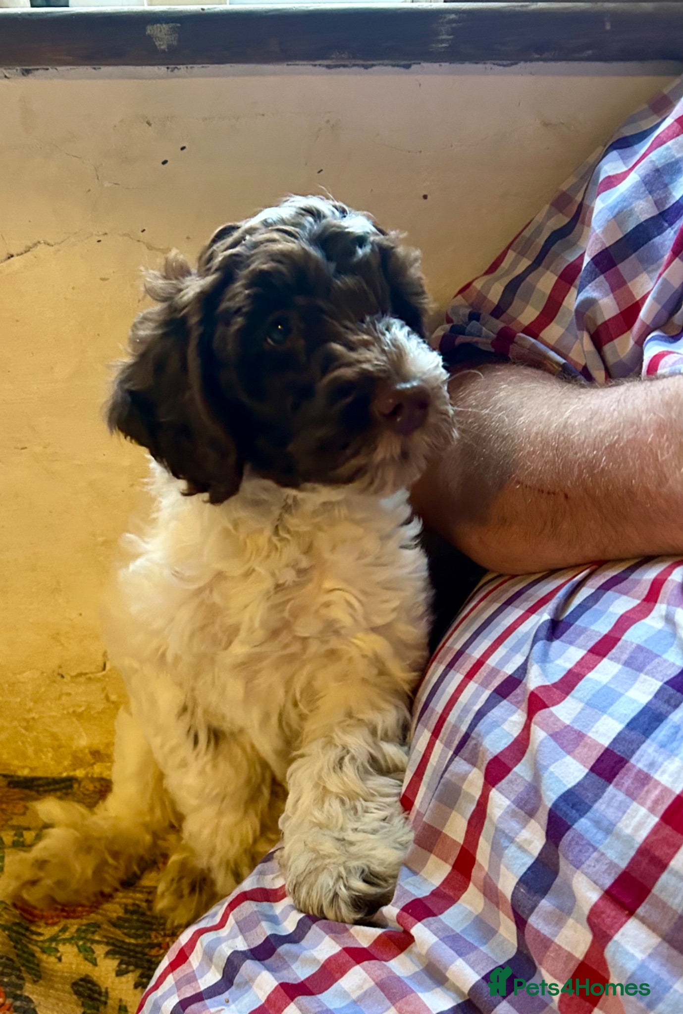 Double Doodle dogs Ready to go...cockapoo x Sproodle/double doodles  - Advert 2