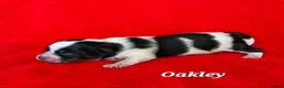 Yorkshire Terrier dogs for sale: 1 Girl Star 1 Boy Oakley  - Advert 1